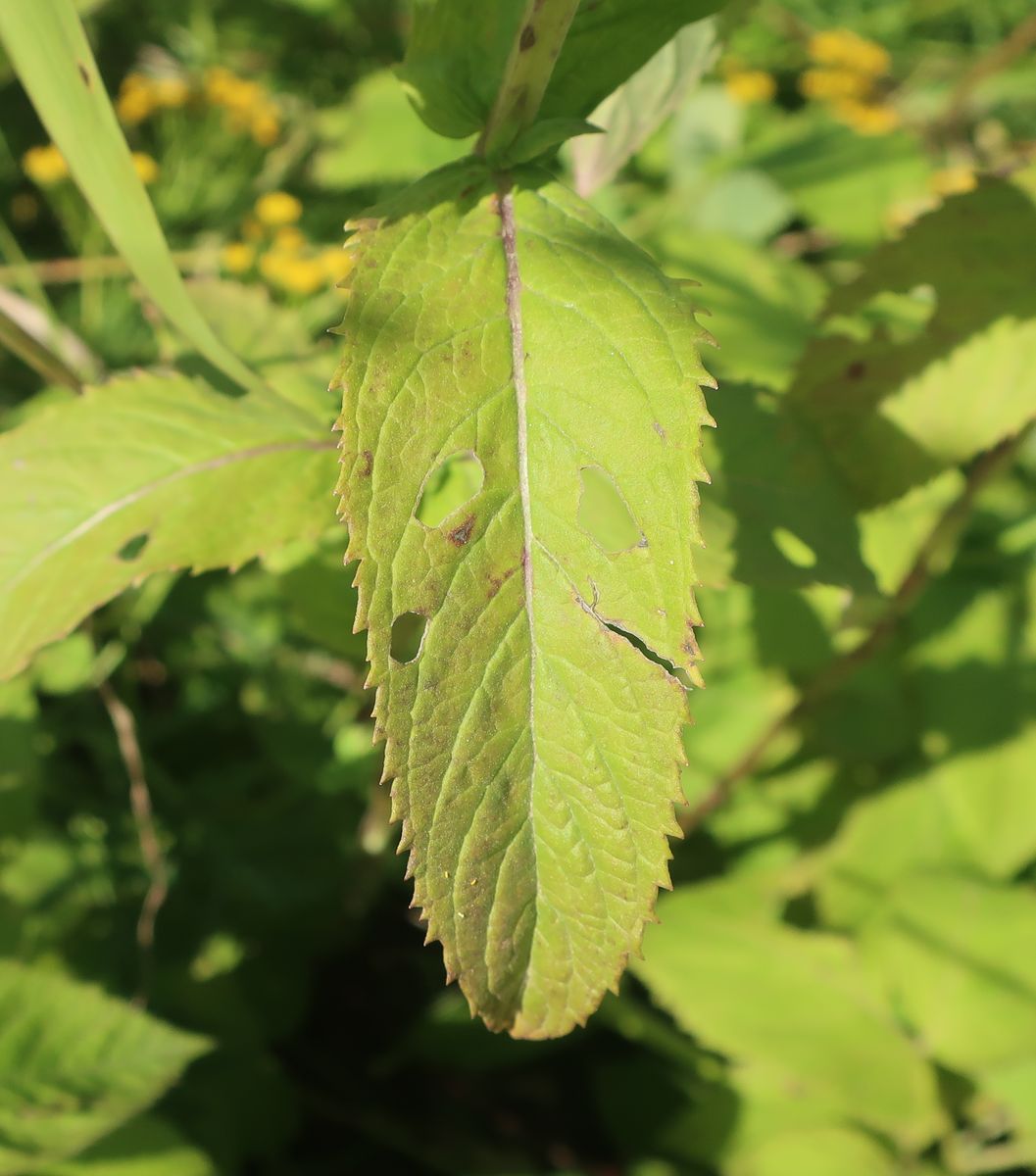 Image of Mentha longifolia specimen.
