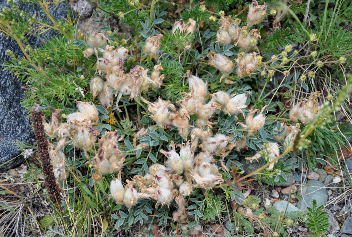 Изображение особи Oxytropis setosa.