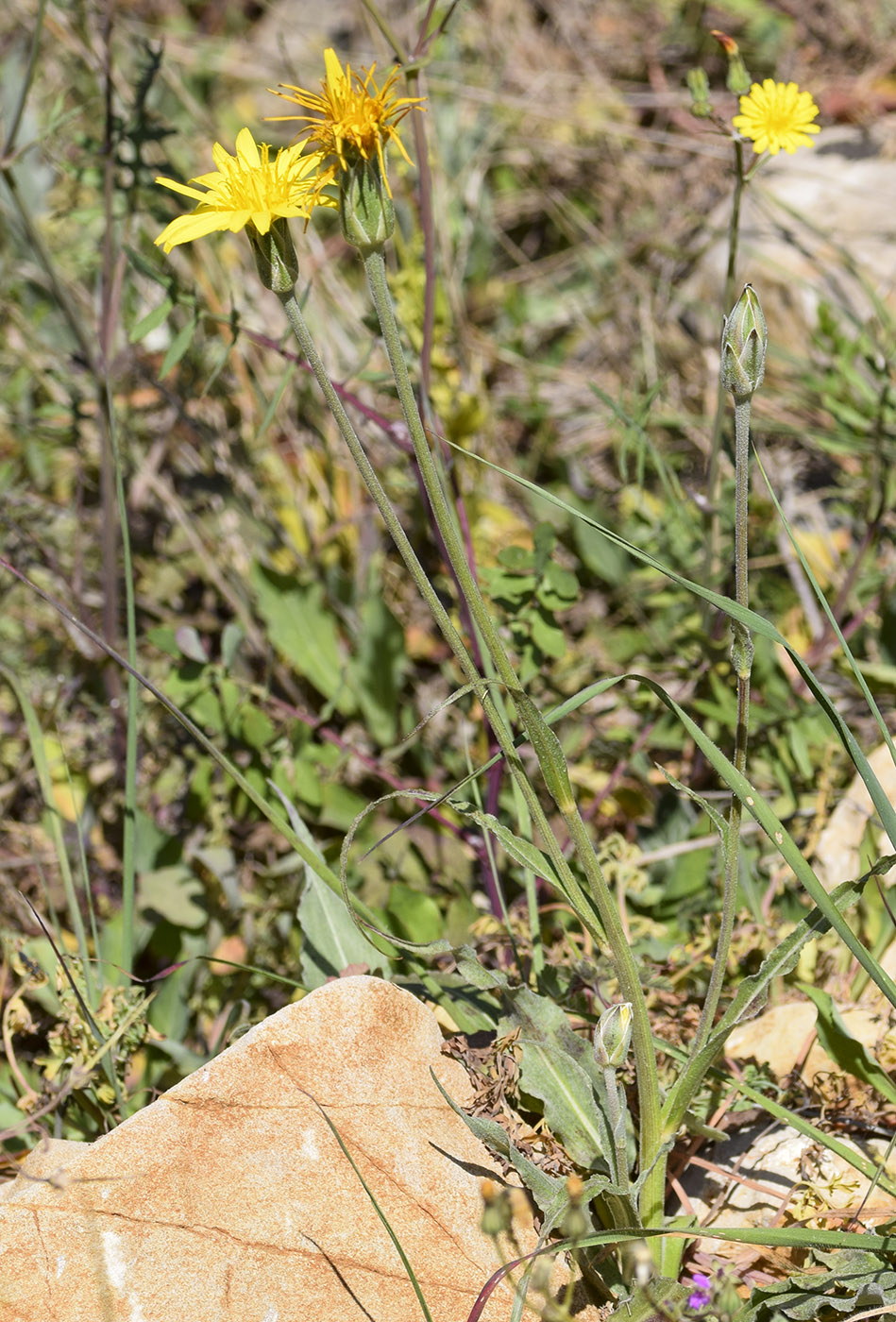 Image of Scorzonera crispatula specimen.