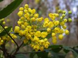Mahonia aquifolium. Соцветие. Узбекистан, г. Ташкент, Ботанический сад им. Ф.Н.Русанова. 21.03.2009.