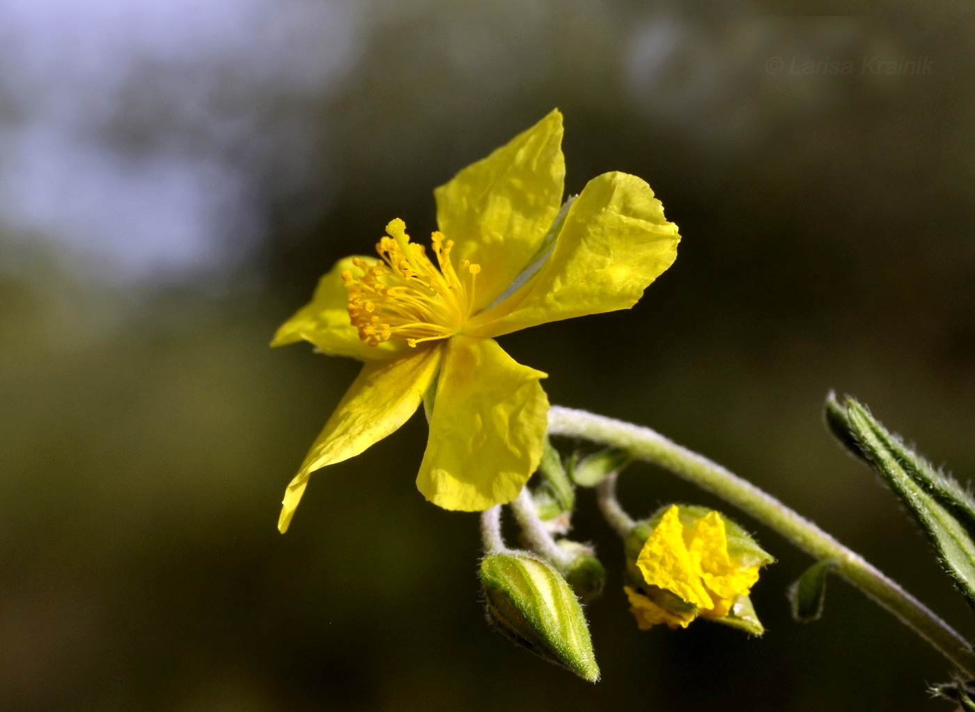 Image of genus Helianthemum specimen.