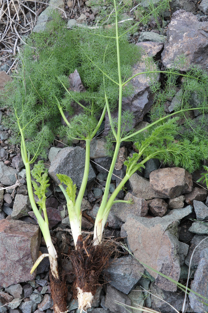 Изображение особи семейство Apiaceae.