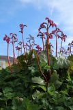 Bergenia crassifolia. Цветущие растения в сообществе со снытью (Aegopodium podagraria). Беларусь, Витебская обл., г. Орша, цветник у водяной мельницы, в культуре. 02.05.2023.