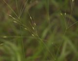 Achnatherum virescens