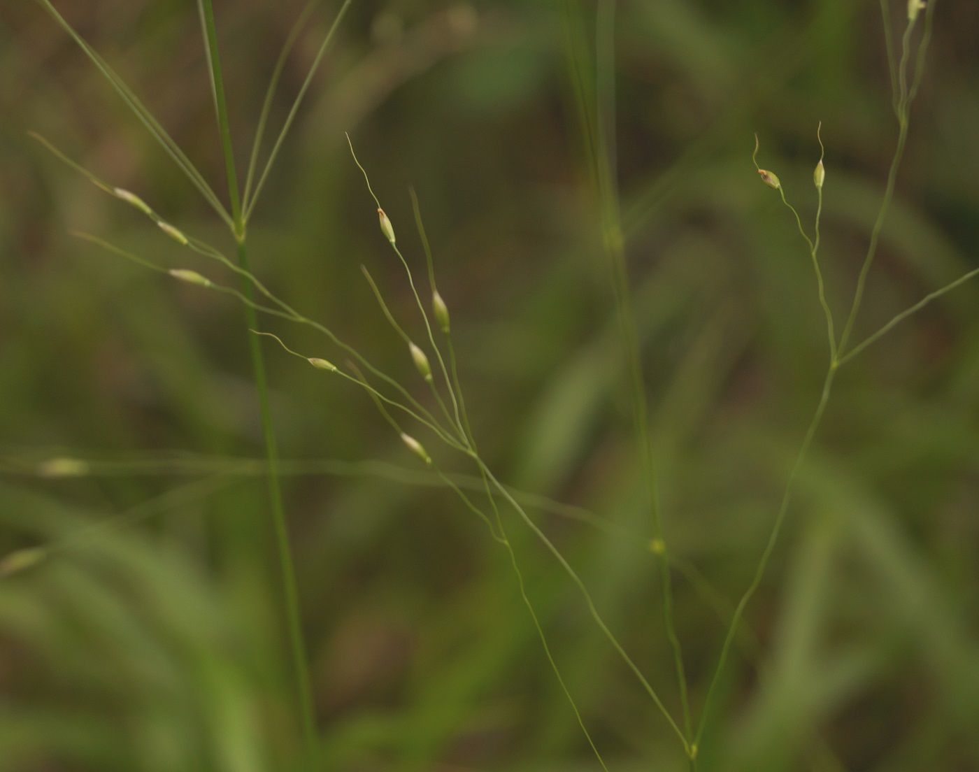 Изображение особи Achnatherum virescens.