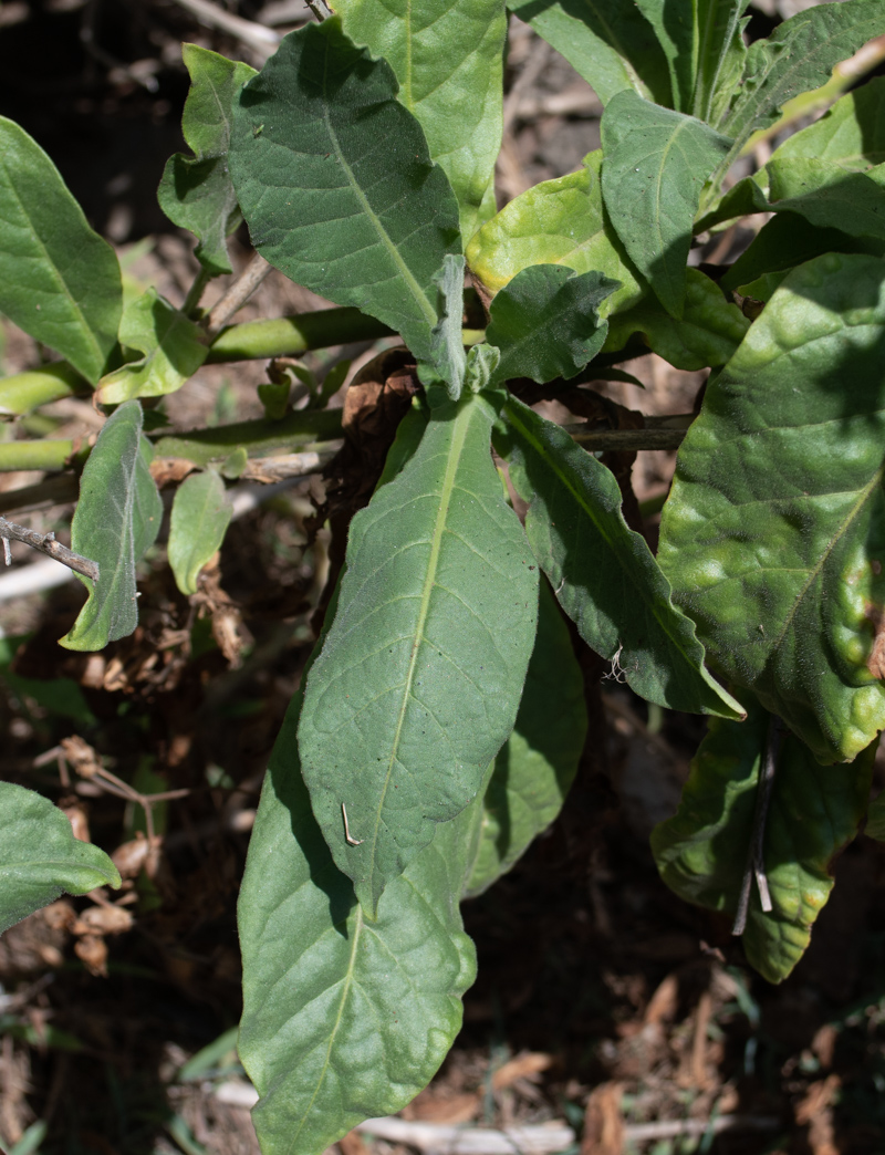 Изображение особи Nicotiana tabacum.