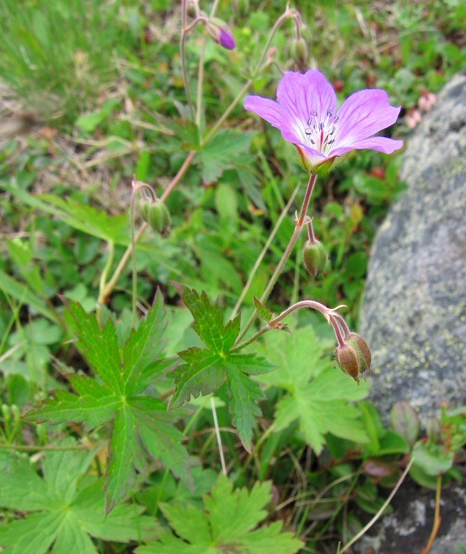 Изображение особи Geranium sylvaticum.