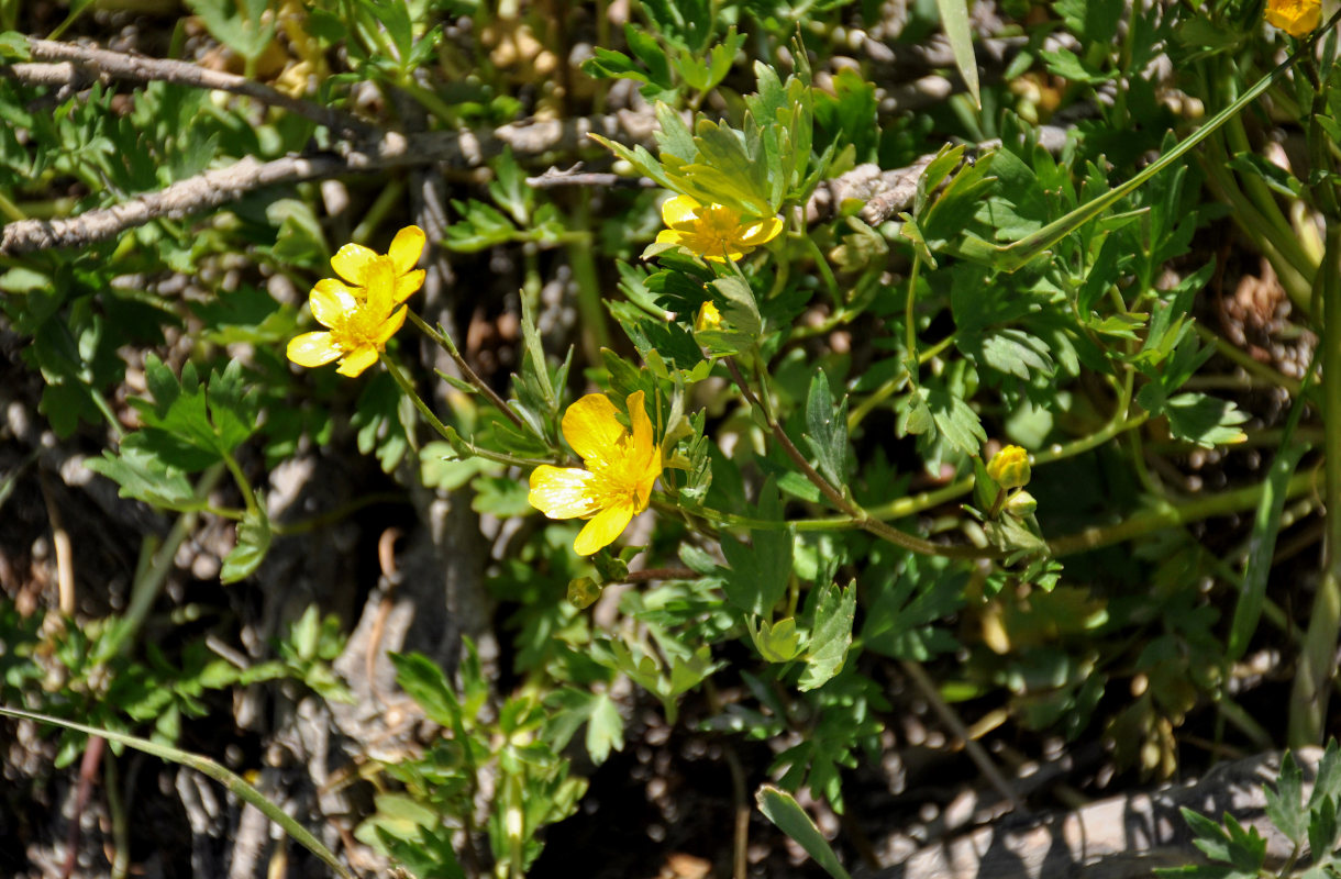 Изображение особи Ranunculus repens.