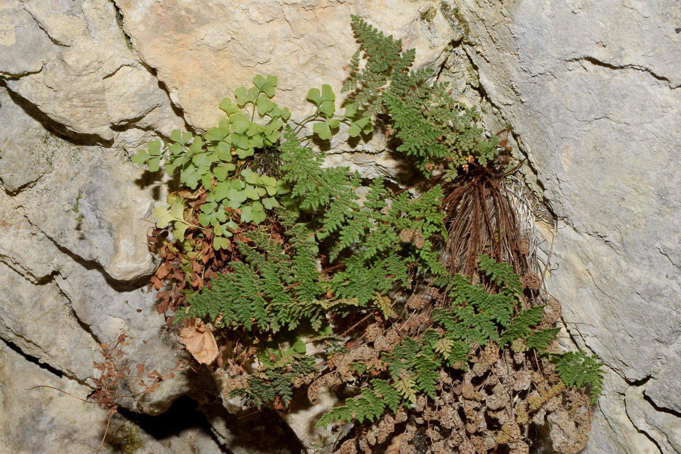 Изображение особи Oeosporangium persicum.