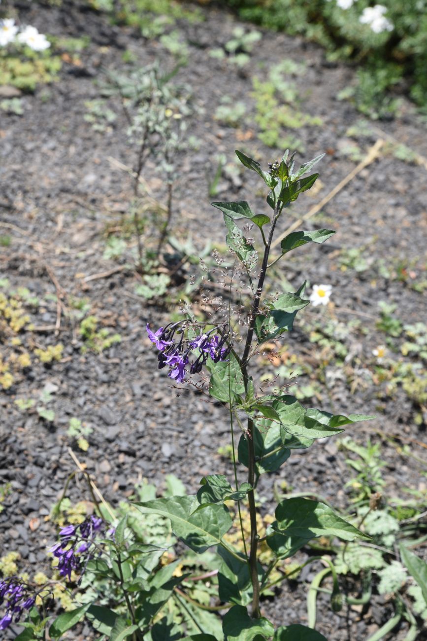 Изображение особи Solanum dulcamara.