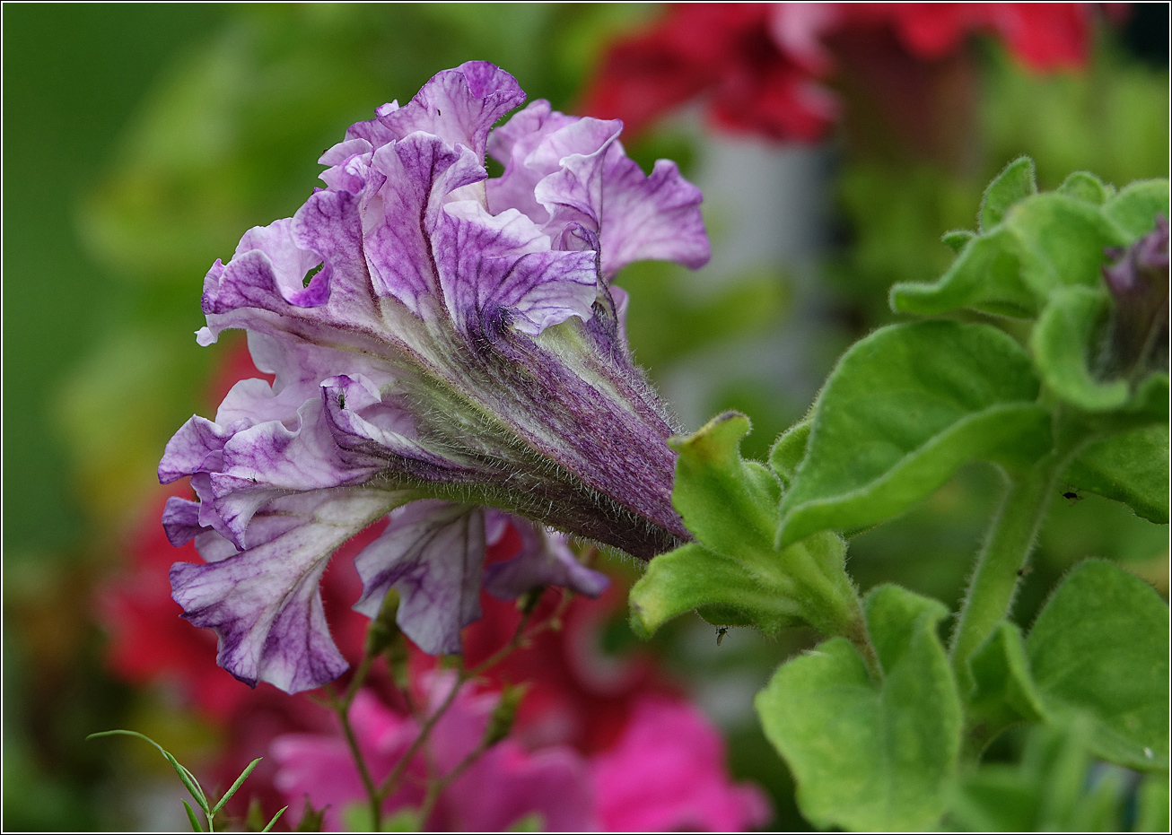 Image of Petunia × atkinsiana specimen.
