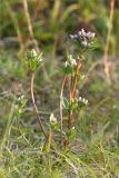 Gentianella lingulata. Цветущее растение. Мурманская обл., п-ов Средний, побережье Большой Волоковой губы, разнотравный приморский луг. 12.07.2023.