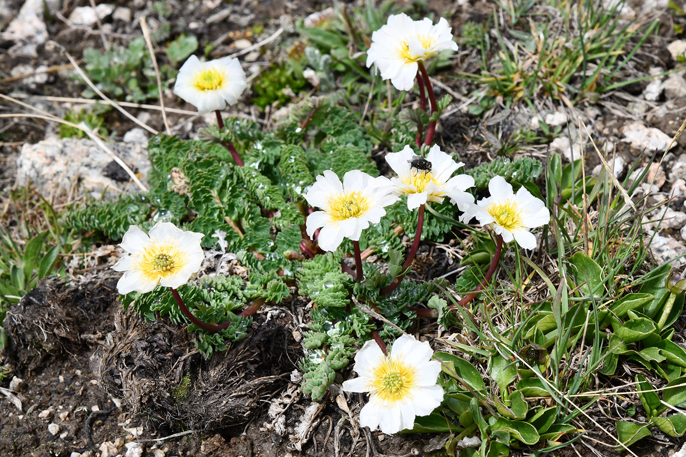 Image of Callianthemum alatavicum specimen.