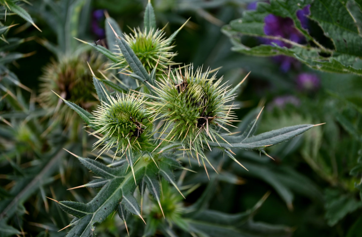 Изображение особи Cirsium ciliatum.