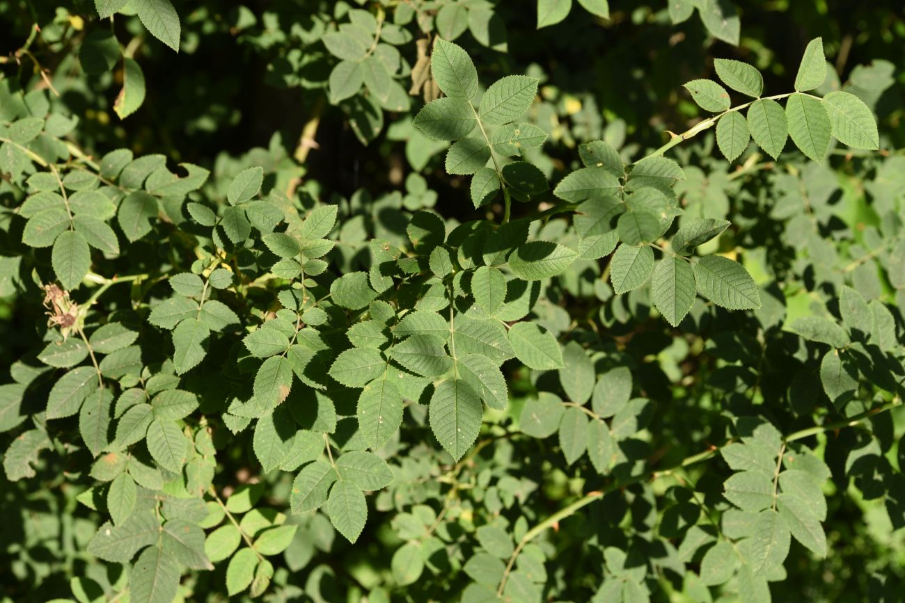 Image of genus Rosa specimen.