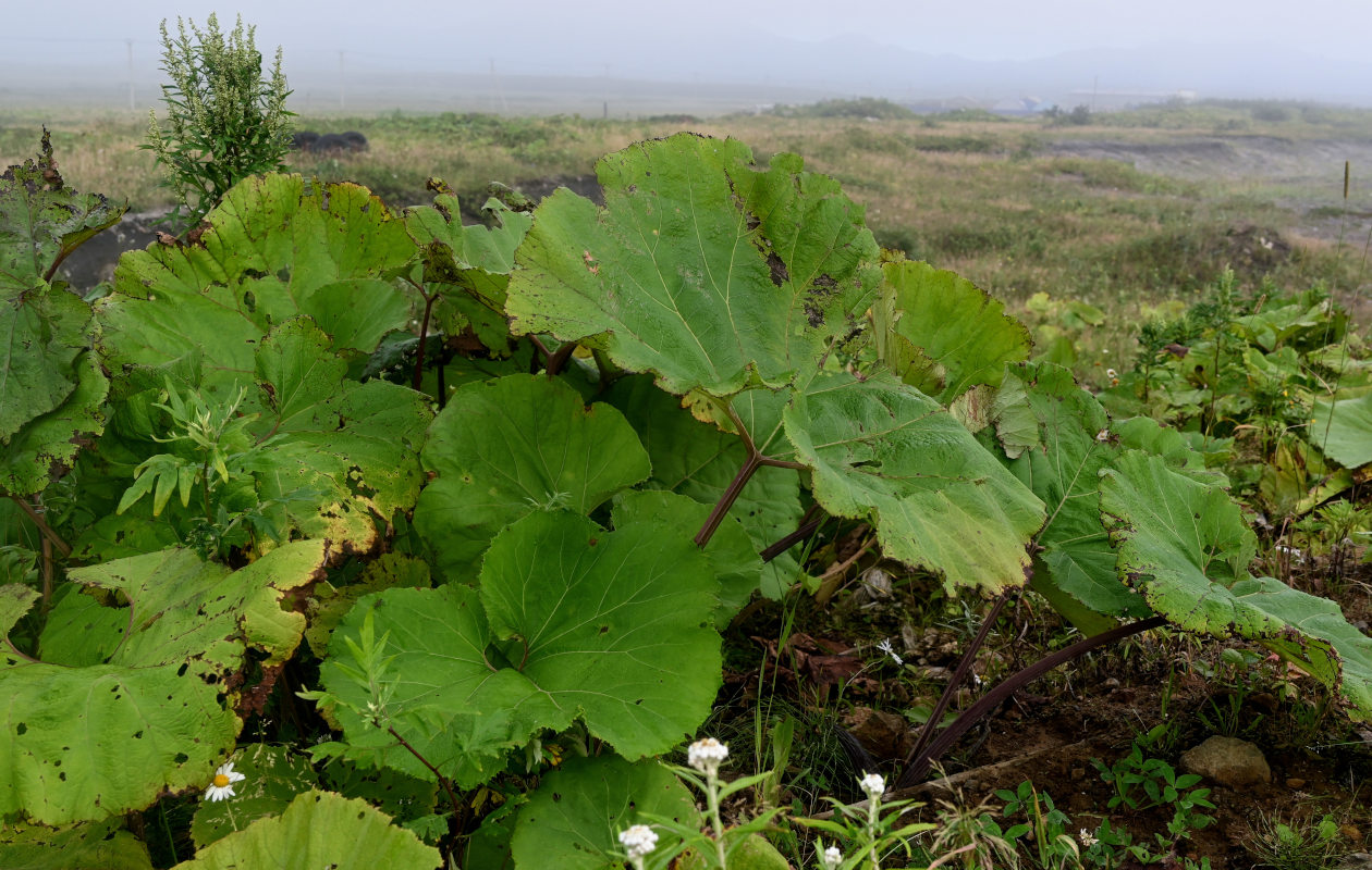 Image of Petasites amplus specimen.