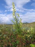 Aconitum anthoroideum