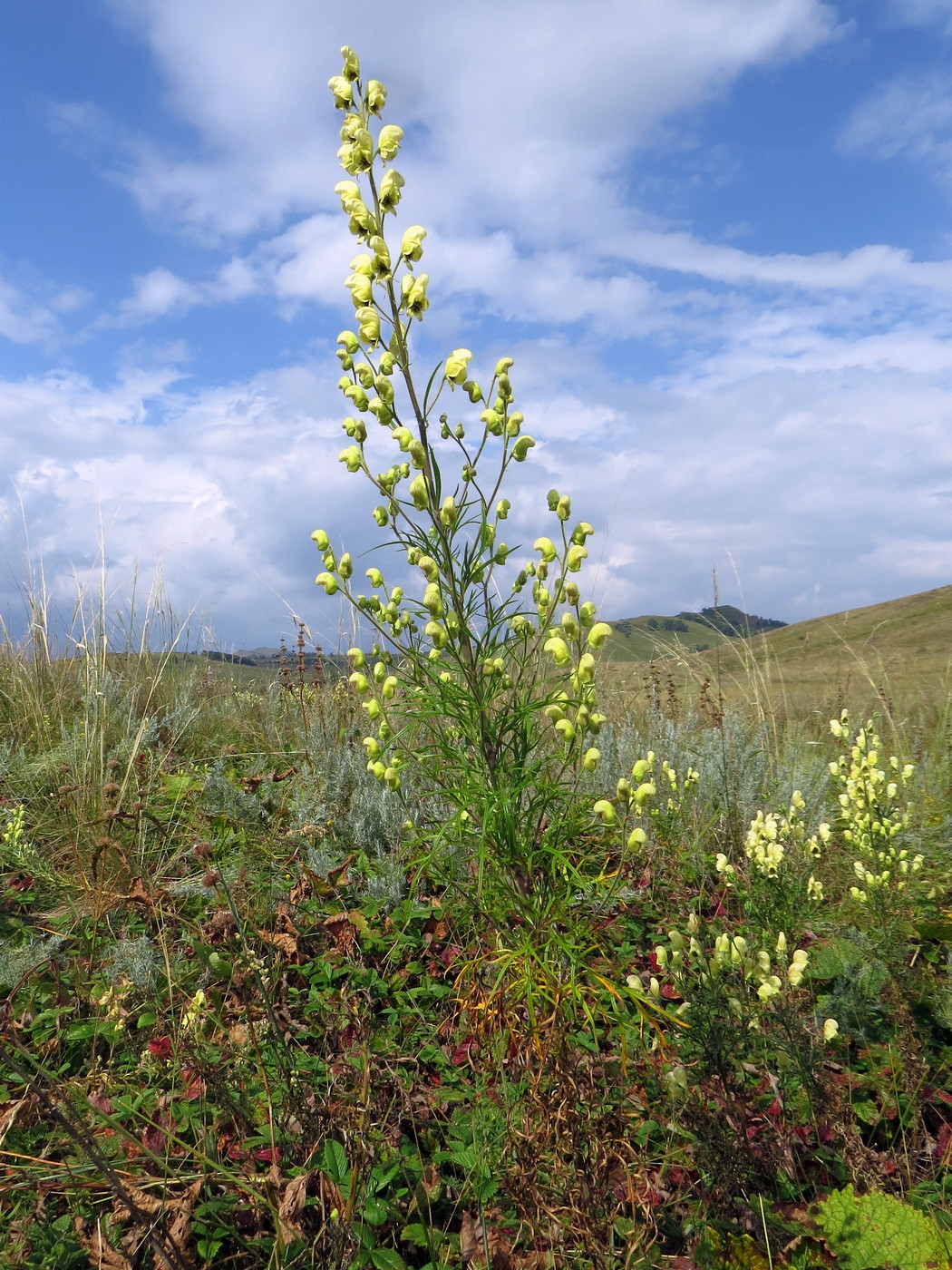 Image of Aconitum anthoroideum specimen.