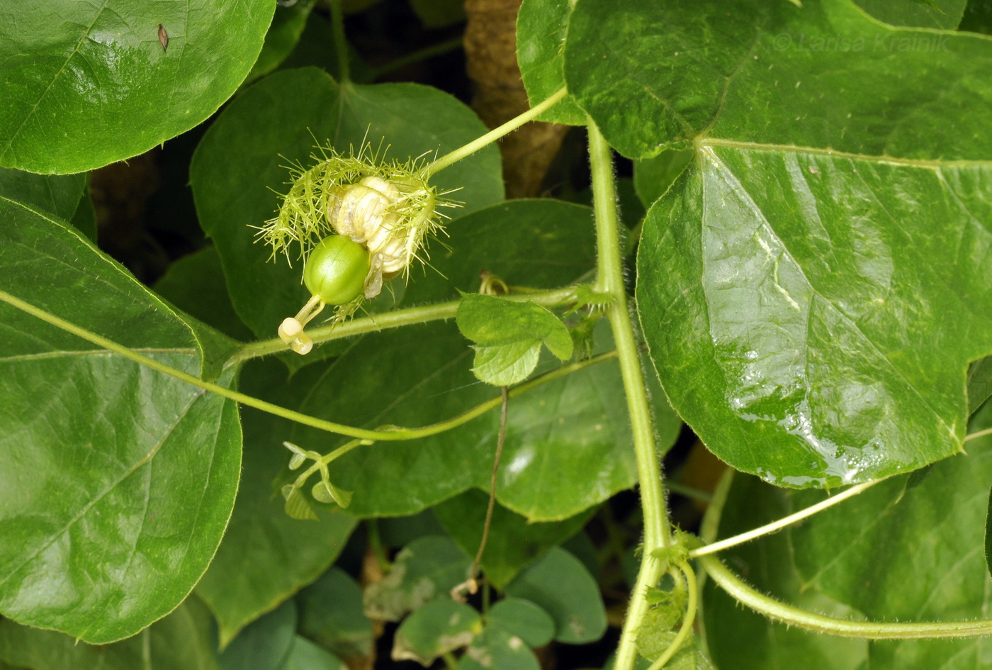 Изображение особи Passiflora foetida.