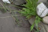 Plantago lanceolata. Нижняя часть отцветающего растения. Чечня, Шаройский р-н, устье р. Кенхи, левый берег. 12 августа 2023 г.