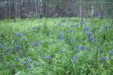 Dracocephalum ruyschiana. Цветущие растения. Чувашия, Шемуршинский р-н, Национальный парк \"Чаваш вармане\". 24 июня 2008 г.