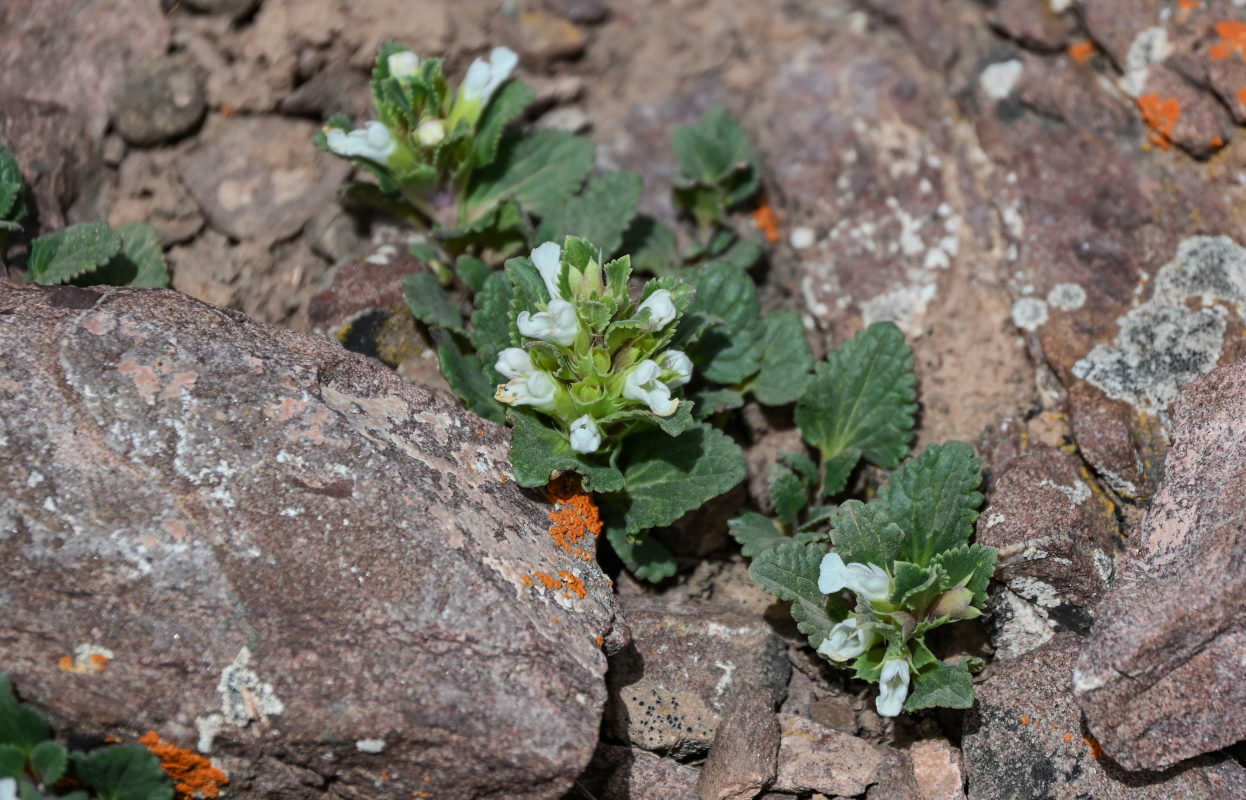 Изображение особи Dracocephalum heterophyllum.