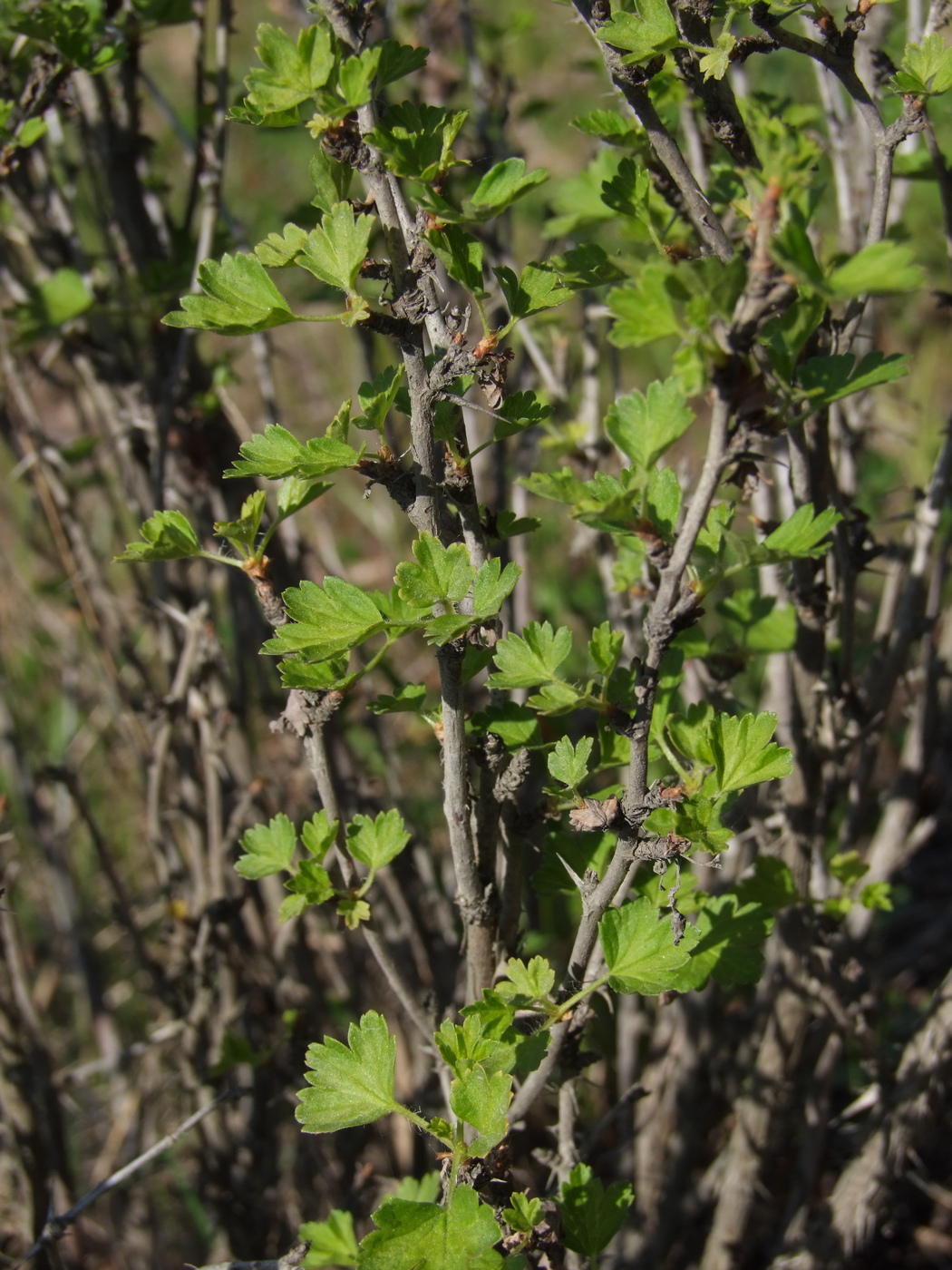 Image of Grossularia reclinata specimen.