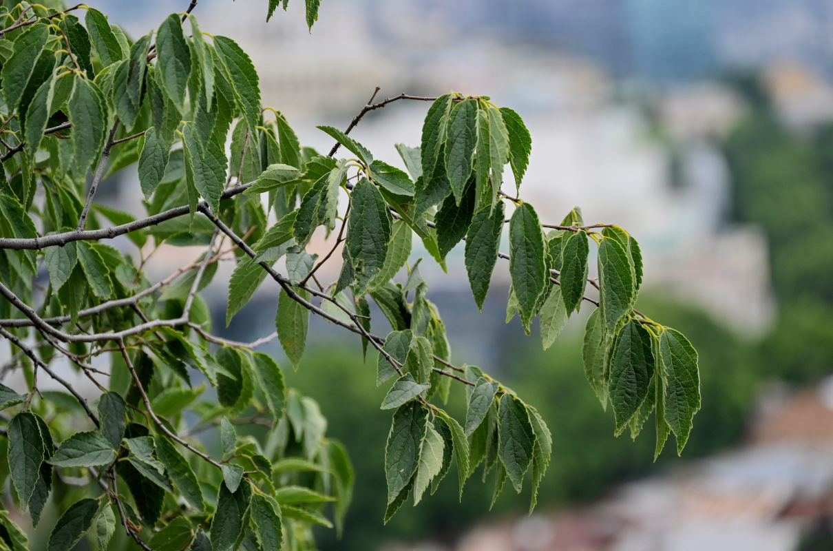 Image of Celtis caucasica specimen.