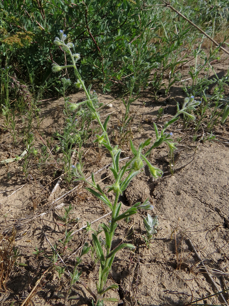 Изображение особи Rochelia peduncularis.