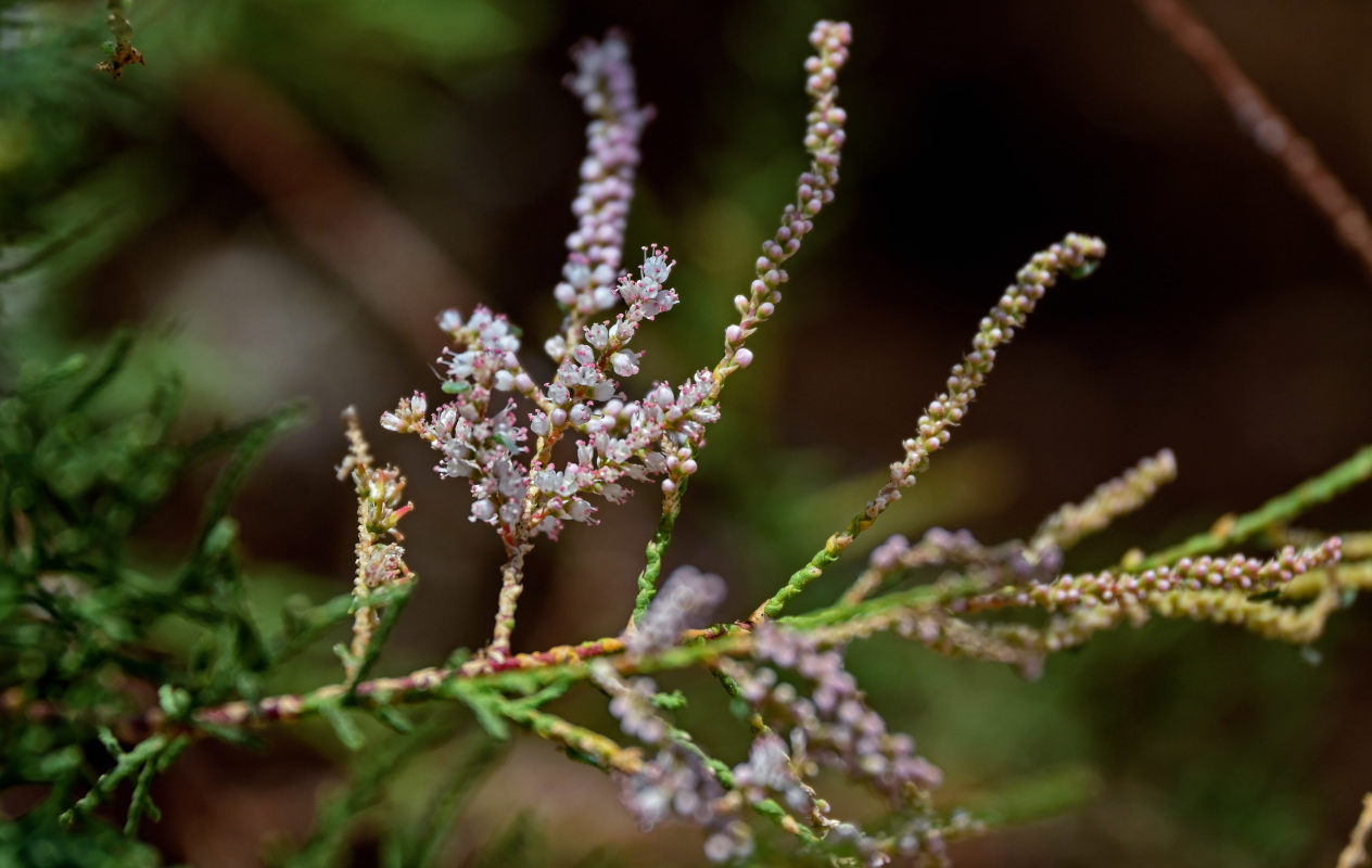 Image of genus Tamarix specimen.