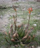 genus Aloe