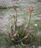 genus Aloe. Цветущее растение. Абхазия, Гагрский р-н, с. Лдзаа, озеленение. 11.04.2024.