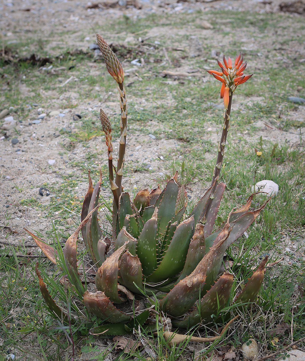 Изображение особи род Aloe.