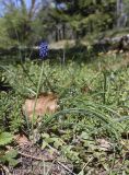 Muscari neglectum. Цветущее растение. Испания, автономное сообщество Каталония, провинция Жирона, комарка Сельва, муниципалитет Сускеда, комплекс «Святой Дом Фар» (Santuari de la Mare de Déu del Far), 1112 м н.у.м., опушка широколиственного леса, зона отдыха при комплексе. 19.04.2024.