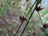 Juncus alpino-articulatus
