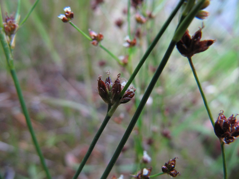 Изображение особи Juncus alpino-articulatus.