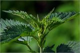 Urtica dioica