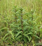 Gentiana cruciata. Бутонизирующие растения. Ульяновская обл., Мелекесский р-н, окр. пос. Русский Мелекесс, зарастающий сосной суходольный луг. 01.07.2023.