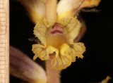 Orobanche laxissima