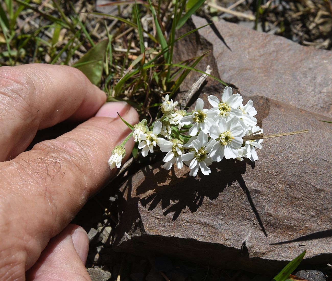 Image of Achillea ptarmicifolia specimen.