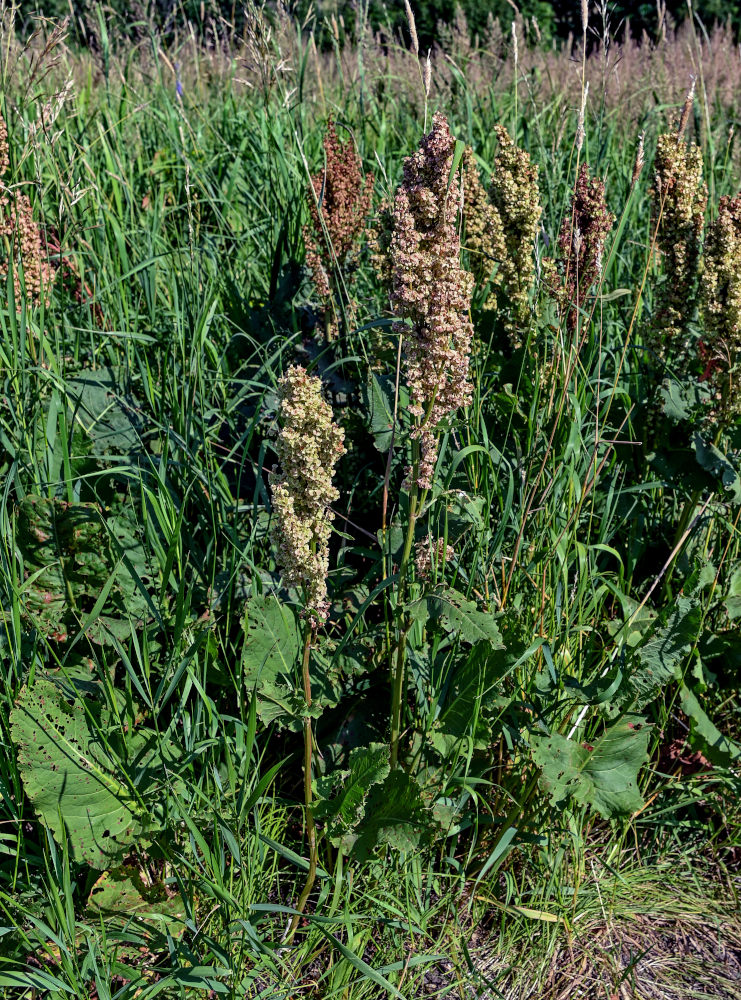 Image of Rumex confertus specimen.
