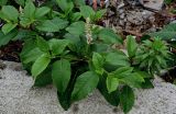 Phytolacca americana