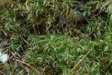 Atrichum undulatum