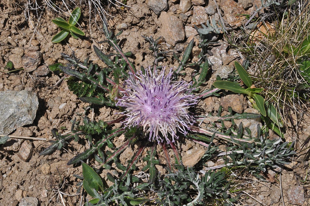 Image of Jurinella subacaulis specimen.