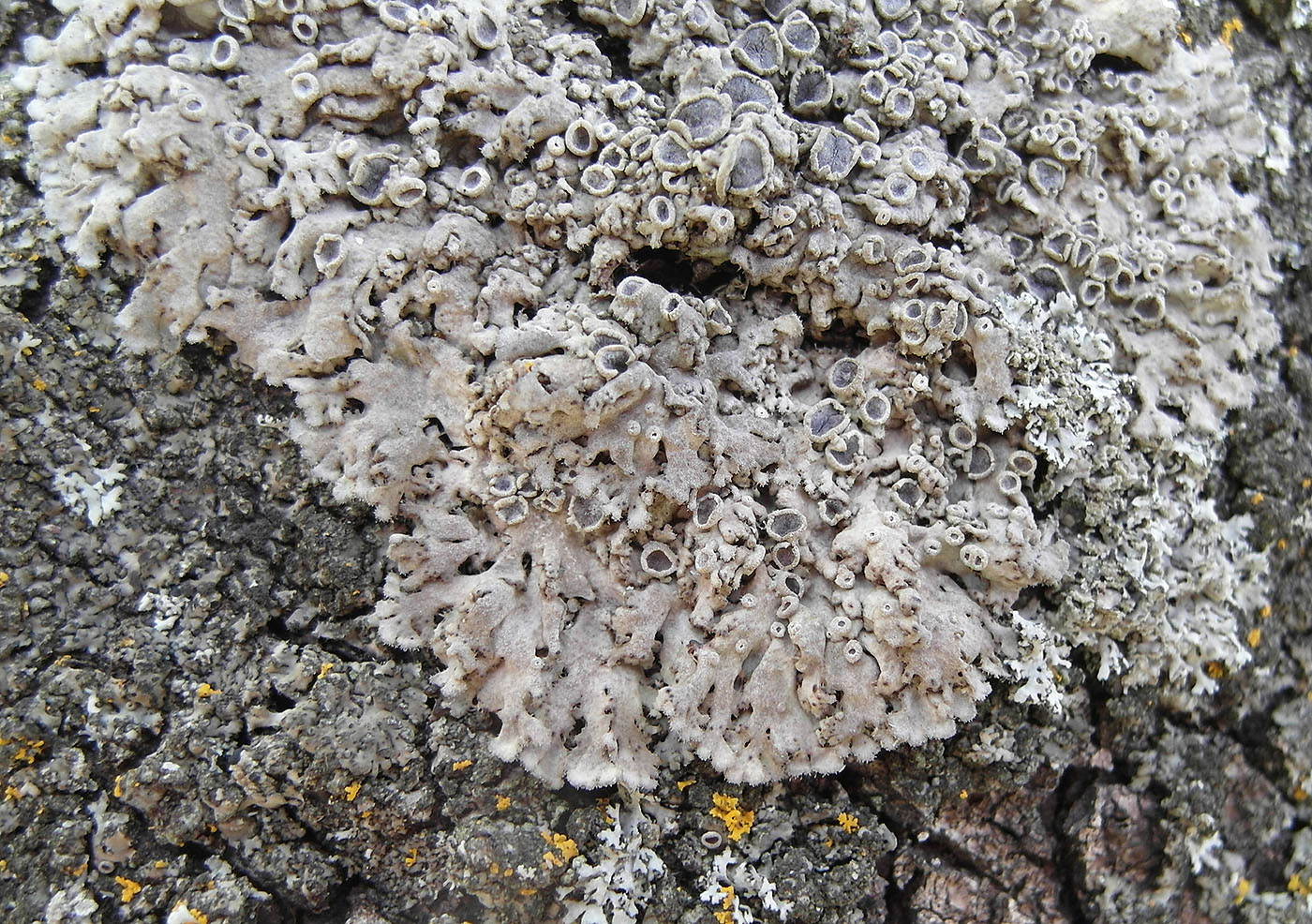 Изображение особи Anaptychia desertorum.