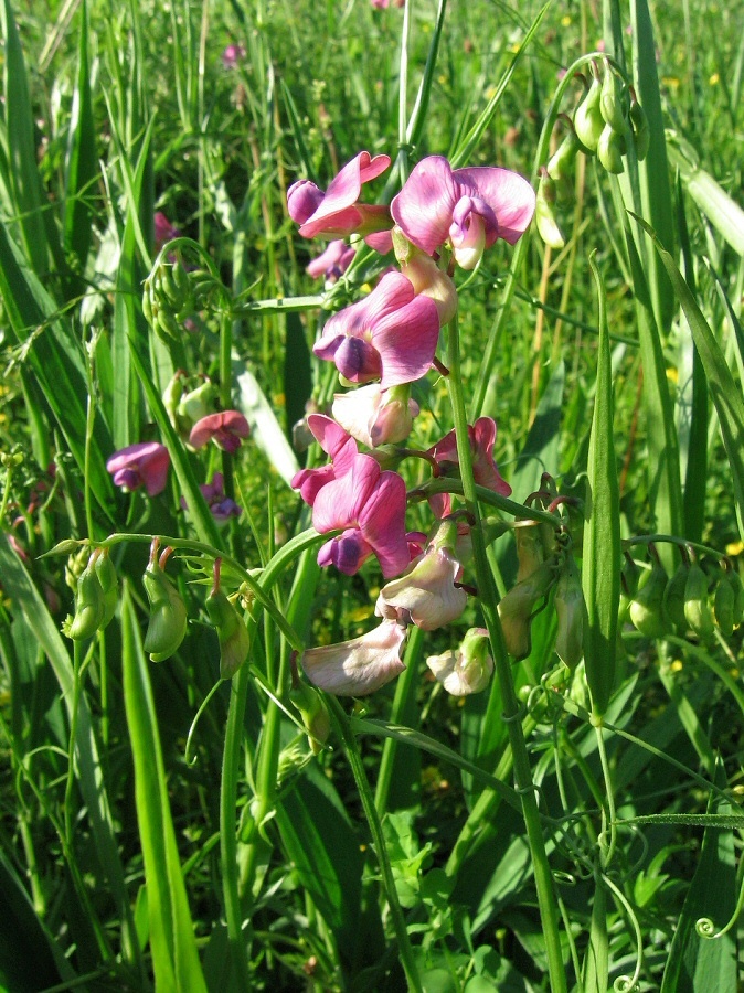 Изображение особи Lathyrus sylvestris.
