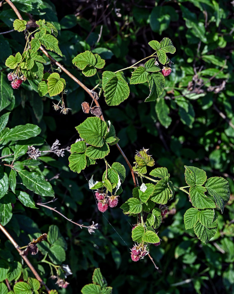 Image of Rubus idaeus specimen.