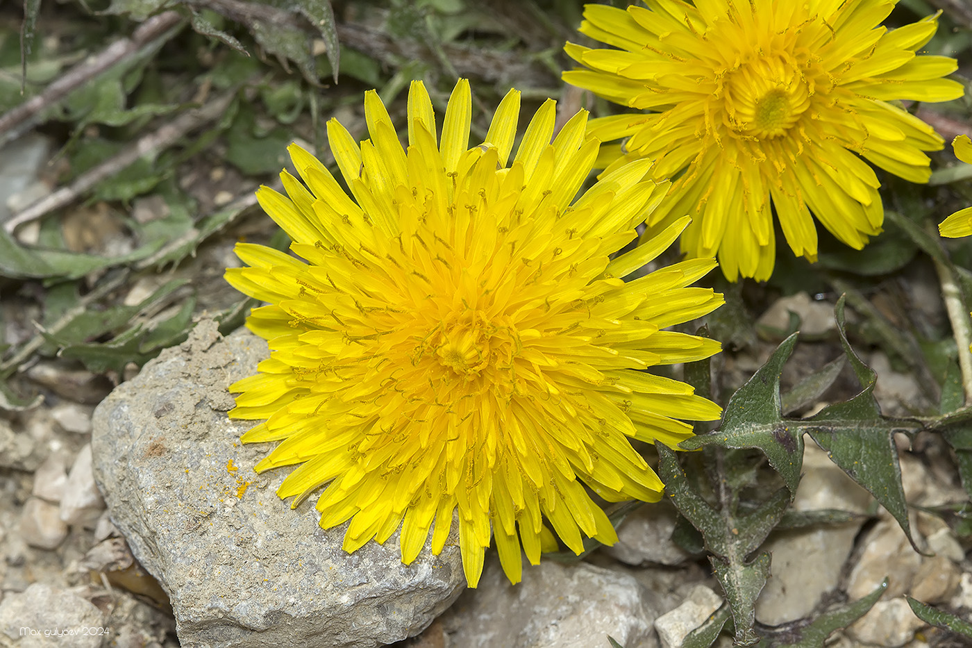 Image of genus Taraxacum specimen.