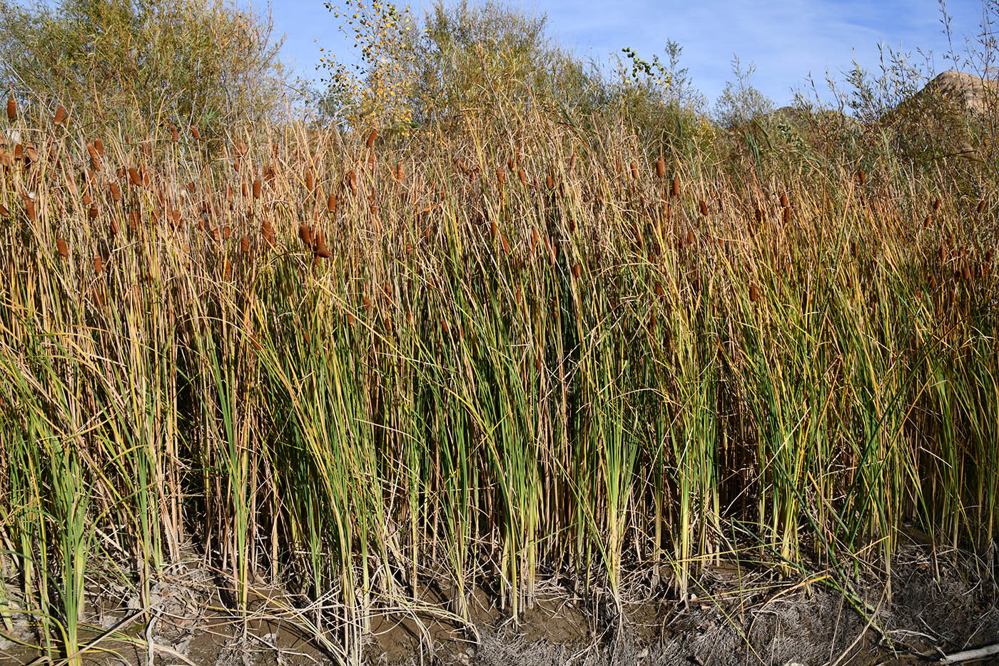 Изображение особи Typha minima.
