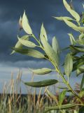 Salix pentandra